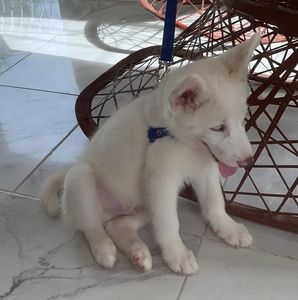 Meet your Posher, Carlos